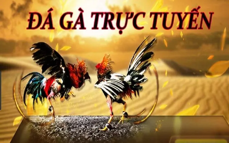 Tham Gia Đá Gà Gem88 Ngay Hôm Nay Để Trải Nghiệm Hồi Hộp
